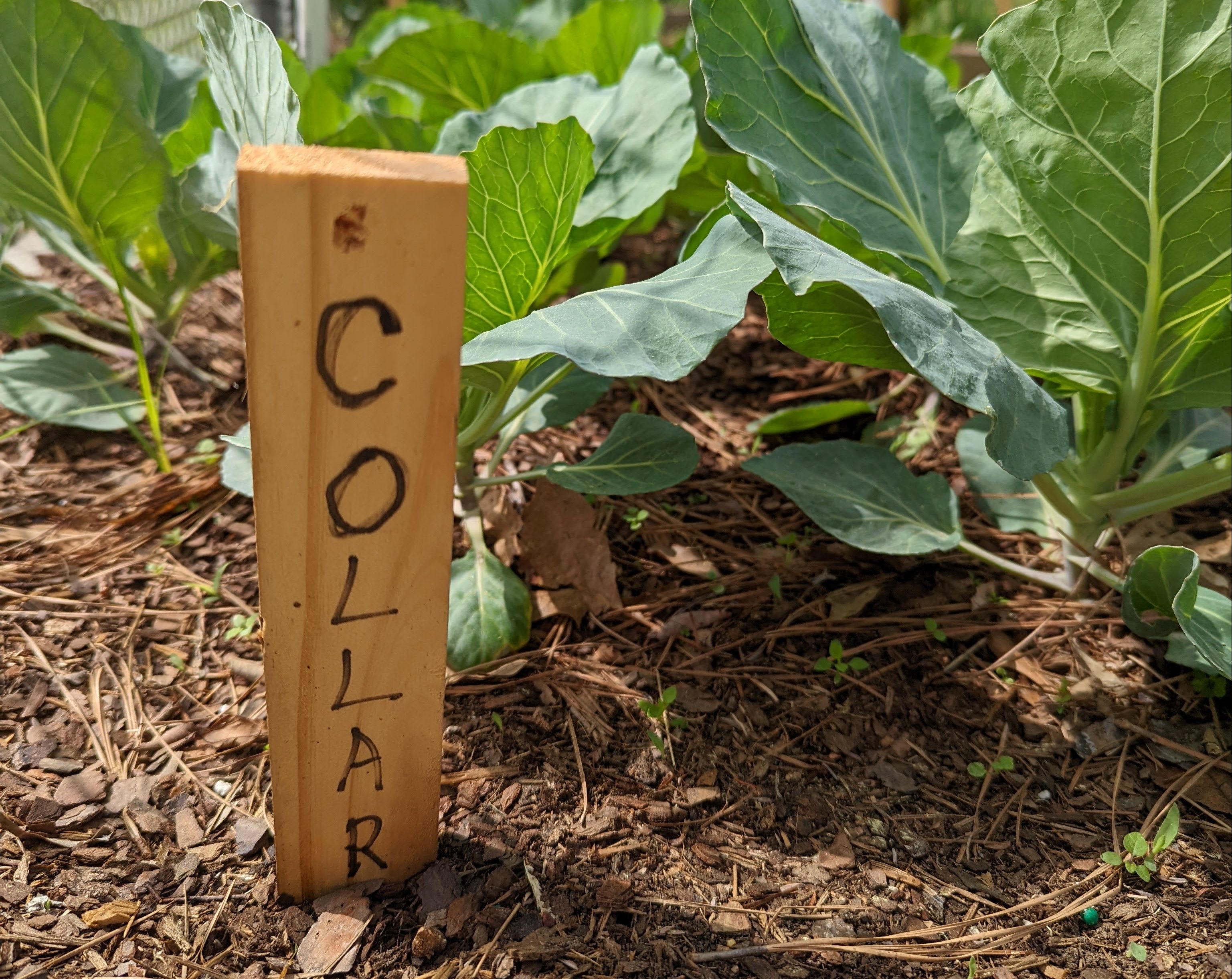 Strong Teens for Healthy Schools Study